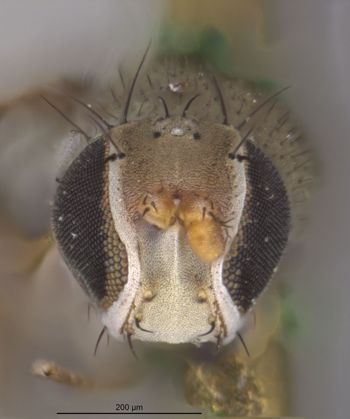 Media type: image;   Entomology 11148 Aspect: head frontal view
